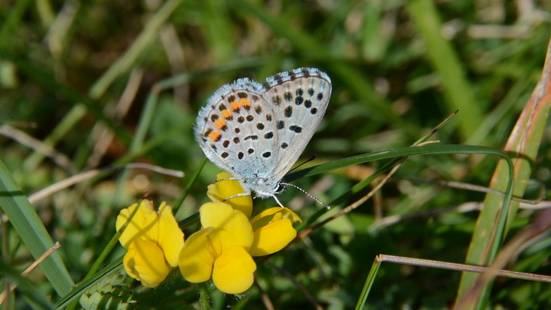 Scolitantides orion ?  No,  Pseudophilotes baton